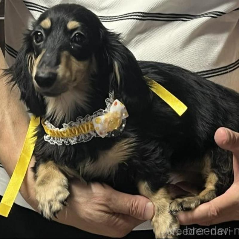 成約済の福岡県のミニチュアダックスフンド(ロングヘアード)-392610の1枚目