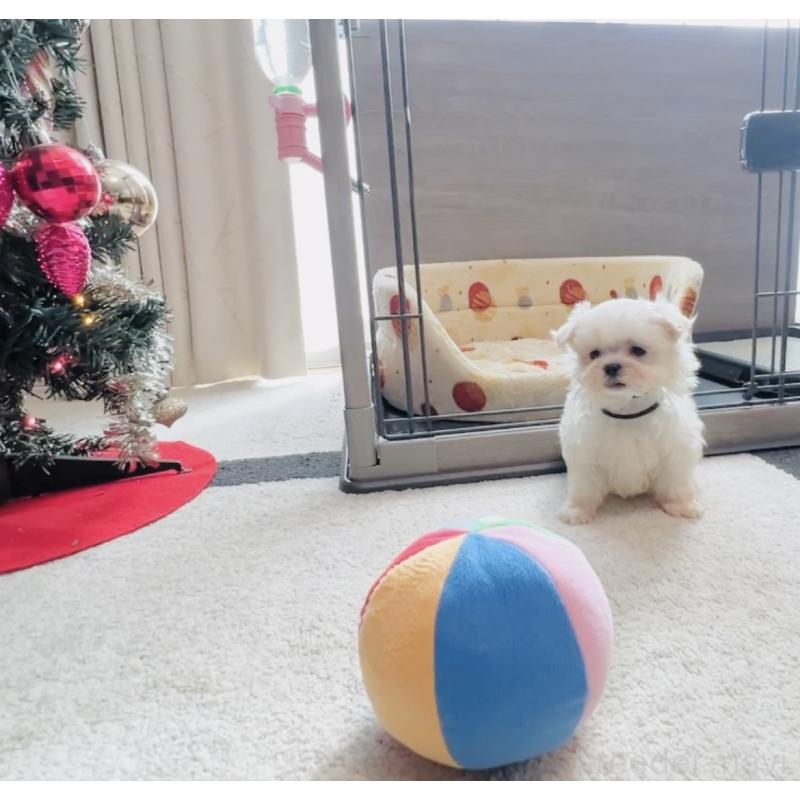 販売中の福岡県のマルチーズ-427537の9枚目