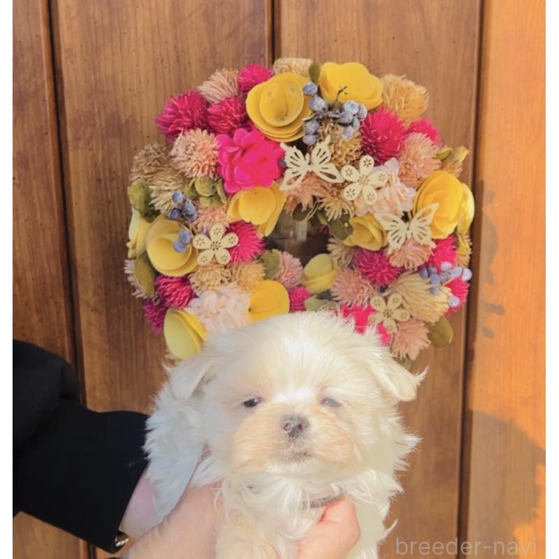 販売中の福岡県のマルチーズ-427537の8枚目