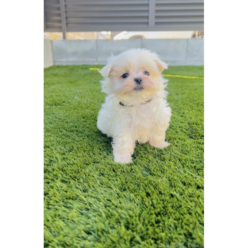 販売中の福岡県のマルチーズ-427537の7枚目