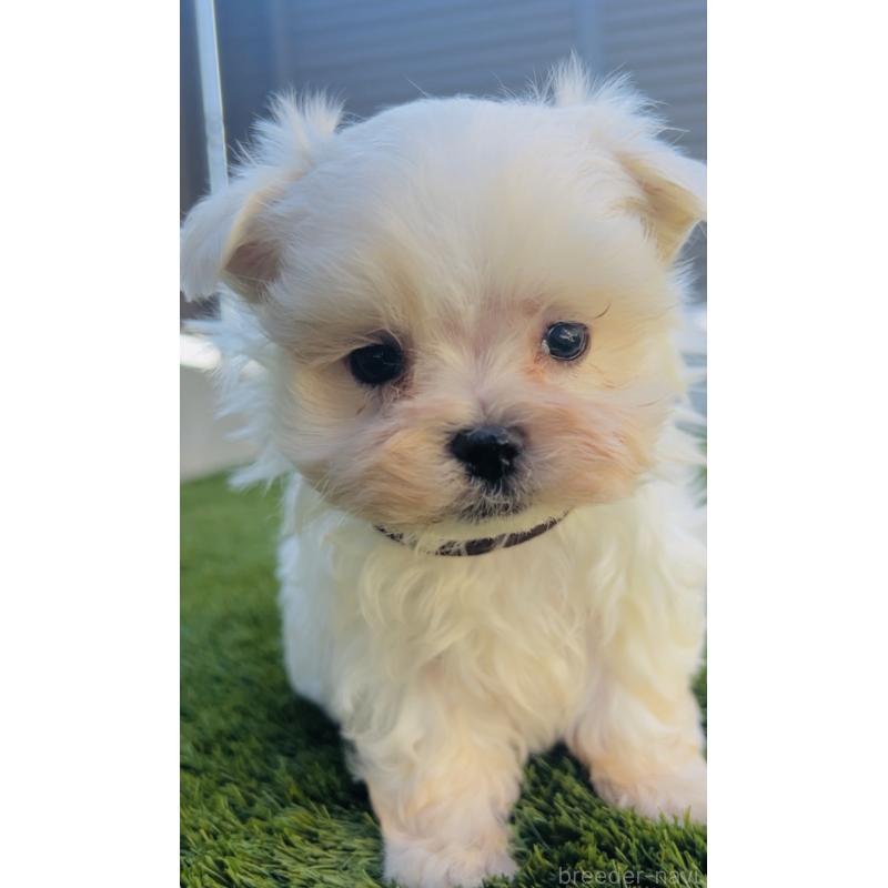 販売中の福岡県のマルチーズ-427537の6枚目