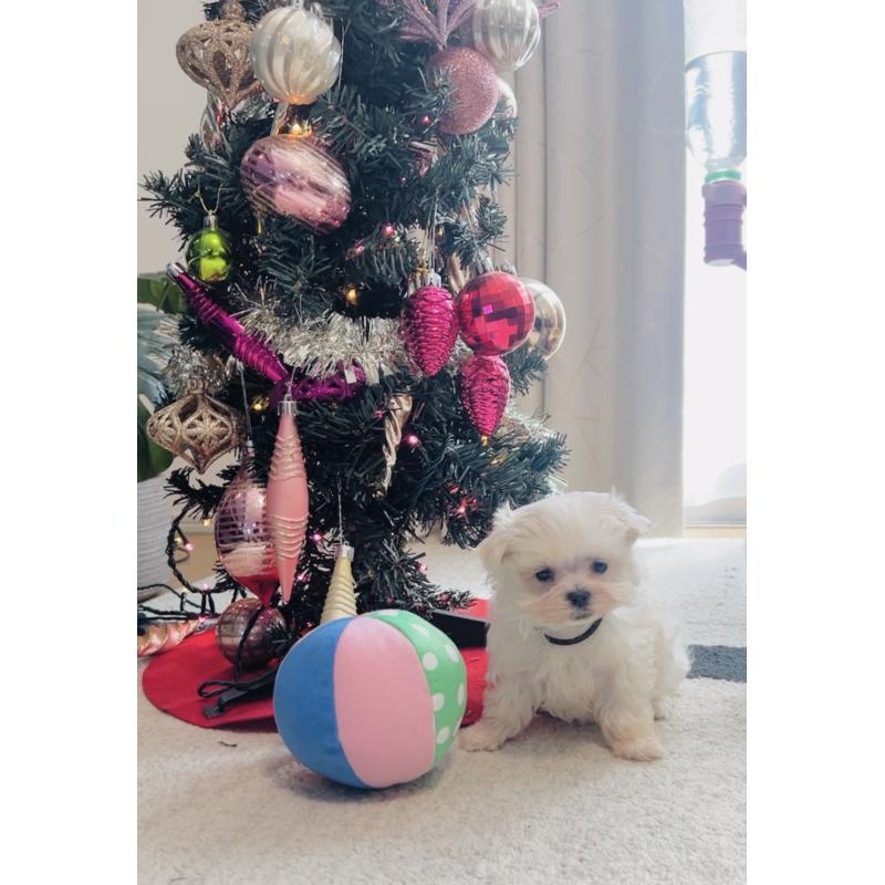 販売中の福岡県のマルチーズ-427537の5枚目