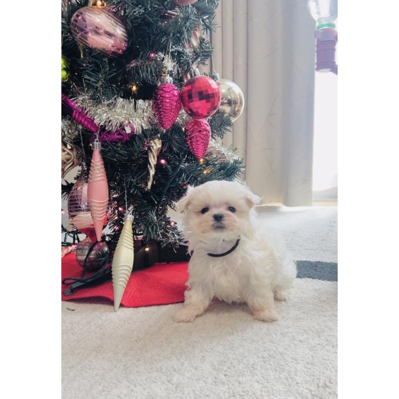 販売中の福岡県のマルチーズ-427537の4枚目