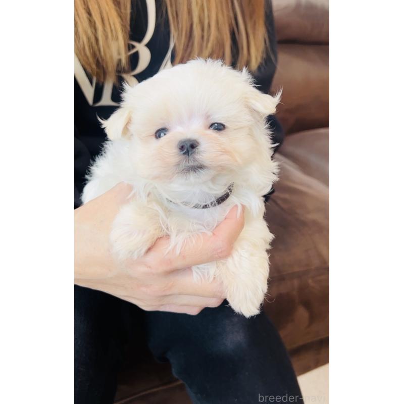 販売中の福岡県のマルチーズ-427537の2枚目