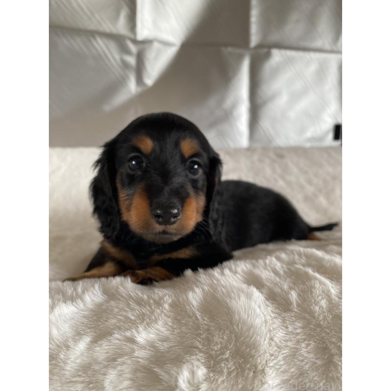 販売中の広島県のミニチュアダックスフンド(ロングヘアード)-427538の5枚目