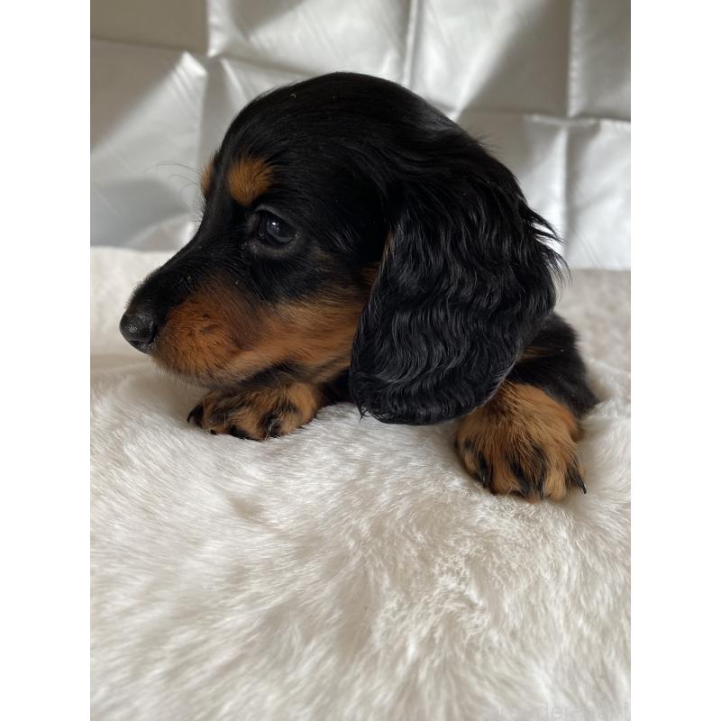 販売中の広島県のミニチュアダックスフンド(ロングヘアード)-427538の4枚目