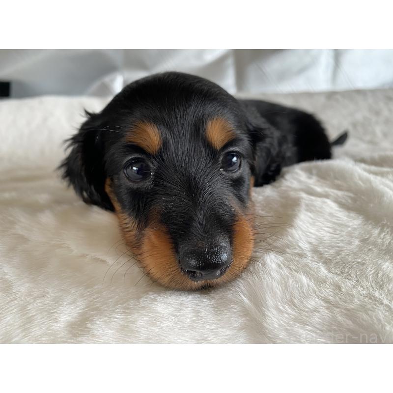 販売中の広島県のミニチュアダックスフンド(ロングヘアード)-427538の3枚目