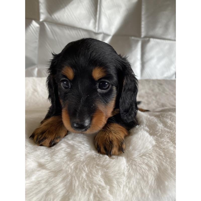 販売中の広島県のミニチュアダックスフンド(ロングヘアード)-427538の2枚目