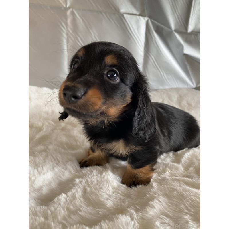 販売中の広島県のミニチュアダックスフンド(ロングヘアード)-427540の6枚目