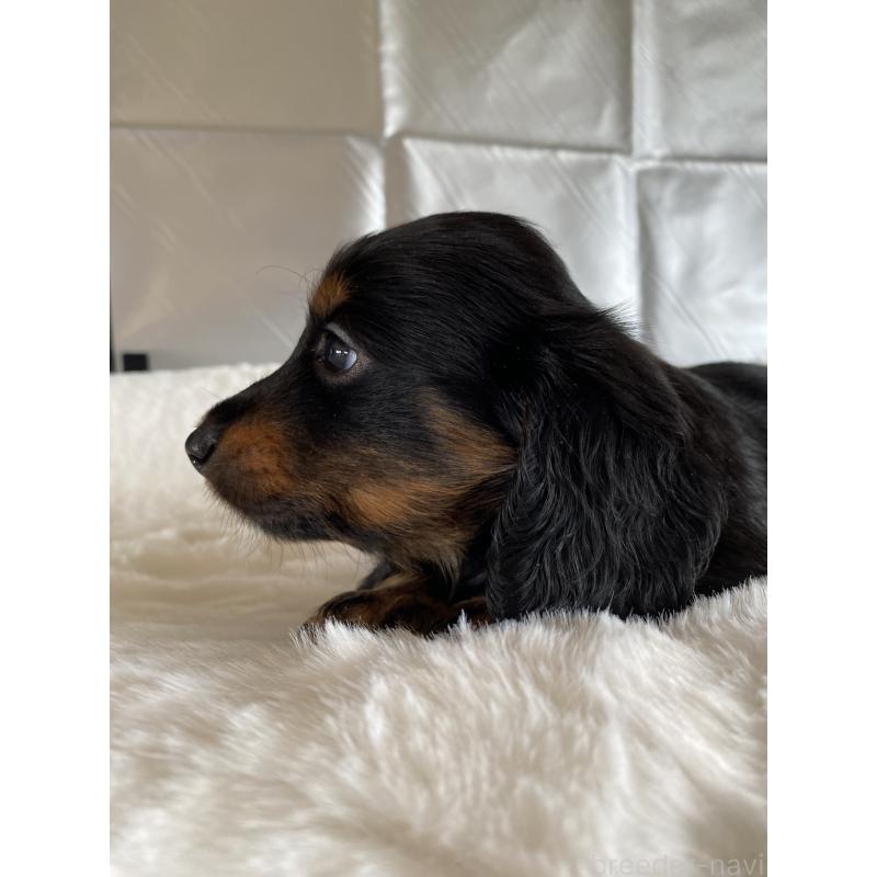 販売中の広島県のミニチュアダックスフンド(ロングヘアード)-427540の5枚目