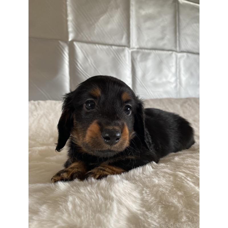 販売中の広島県のミニチュアダックスフンド(ロングヘアード)-427540の4枚目