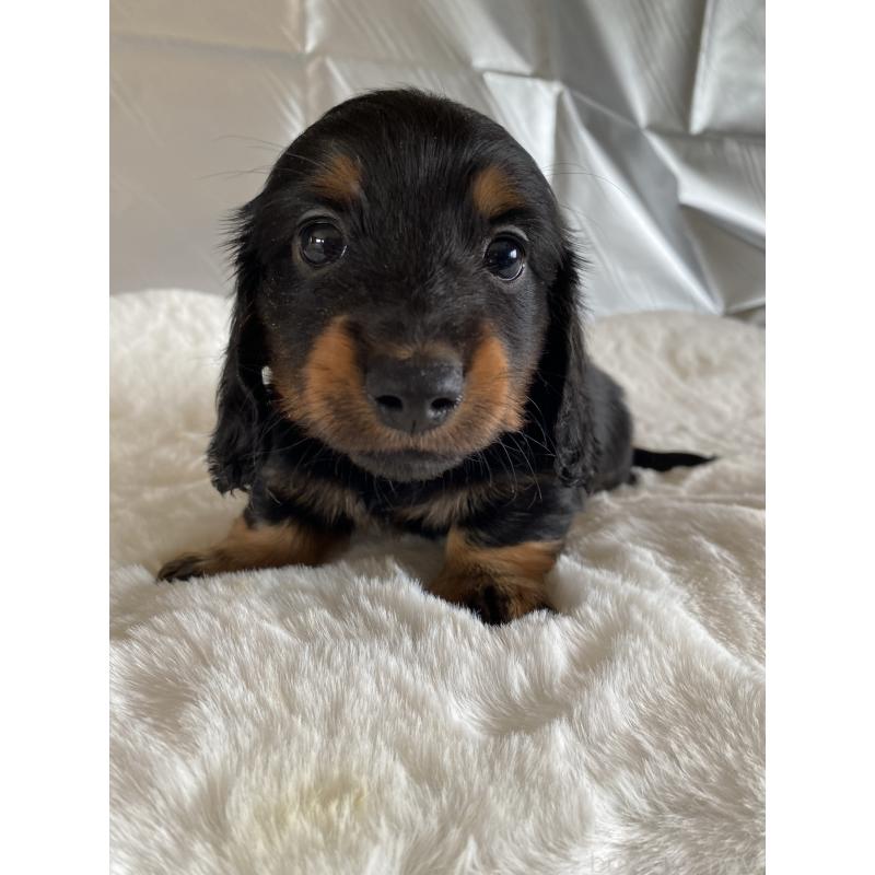 販売中の広島県のミニチュアダックスフンド(ロングヘアード)-427540の3枚目