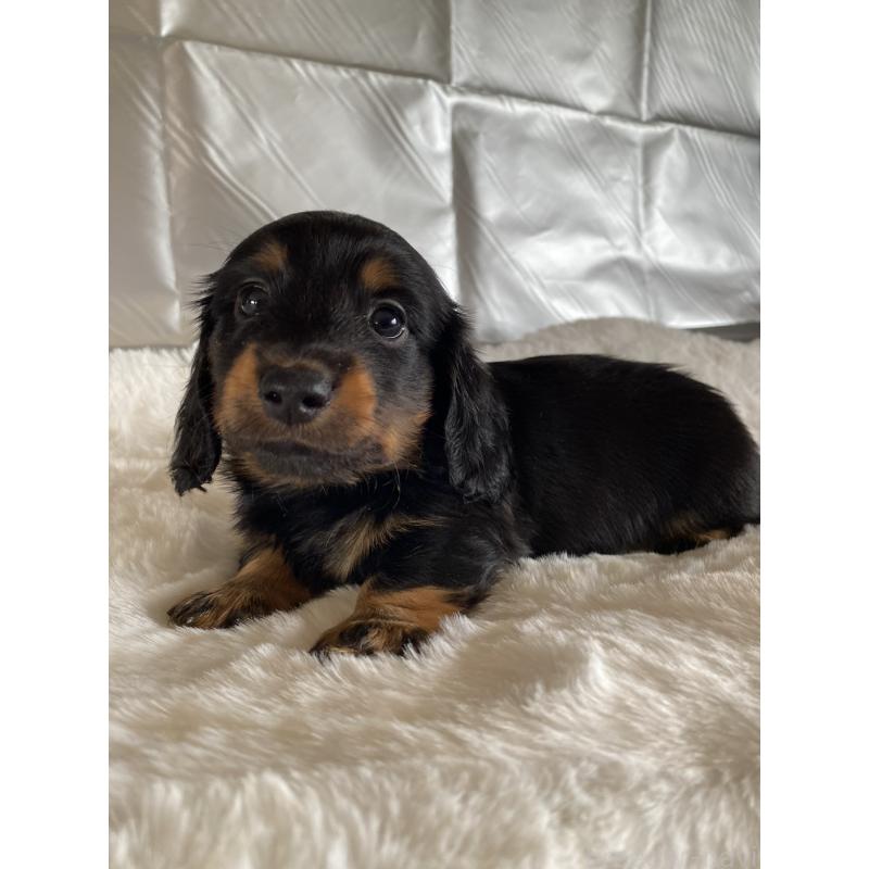 販売中の広島県のミニチュアダックスフンド(ロングヘアード)-427540の2枚目