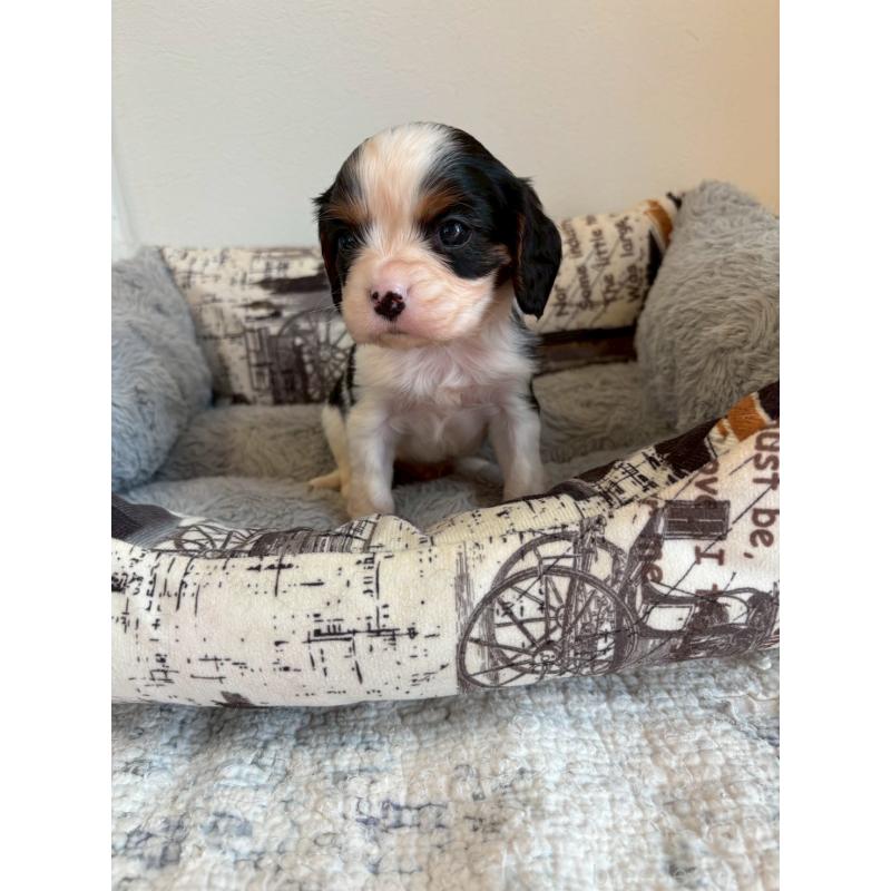 販売中の福岡県のキャバリアキングチャールズスパニエル-427542の3枚目