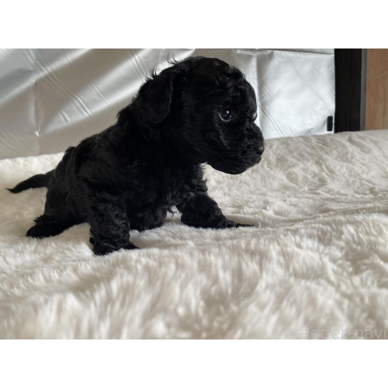 販売中の広島県のトイプードル-427544の6枚目