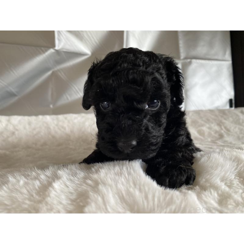 販売中の広島県のトイプードル-427544の5枚目