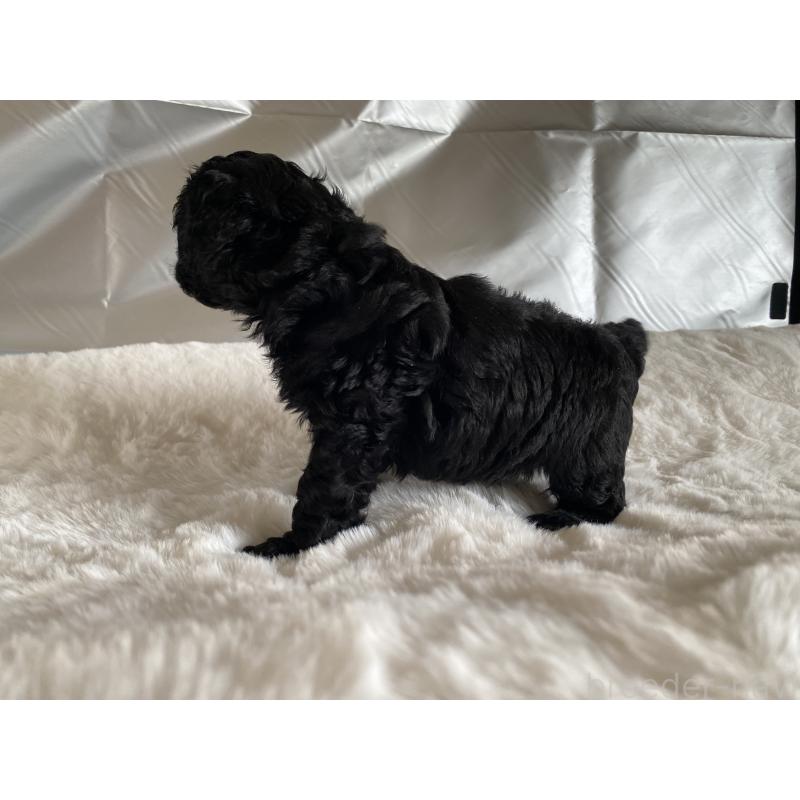 販売中の広島県のトイプードル-427544の4枚目