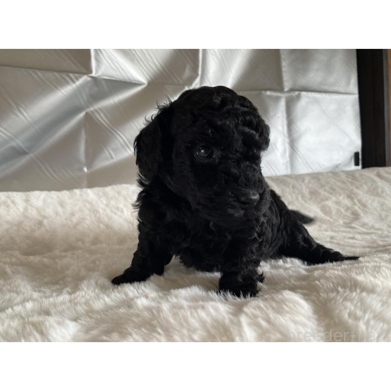 販売中の広島県のトイプードル-427544の3枚目