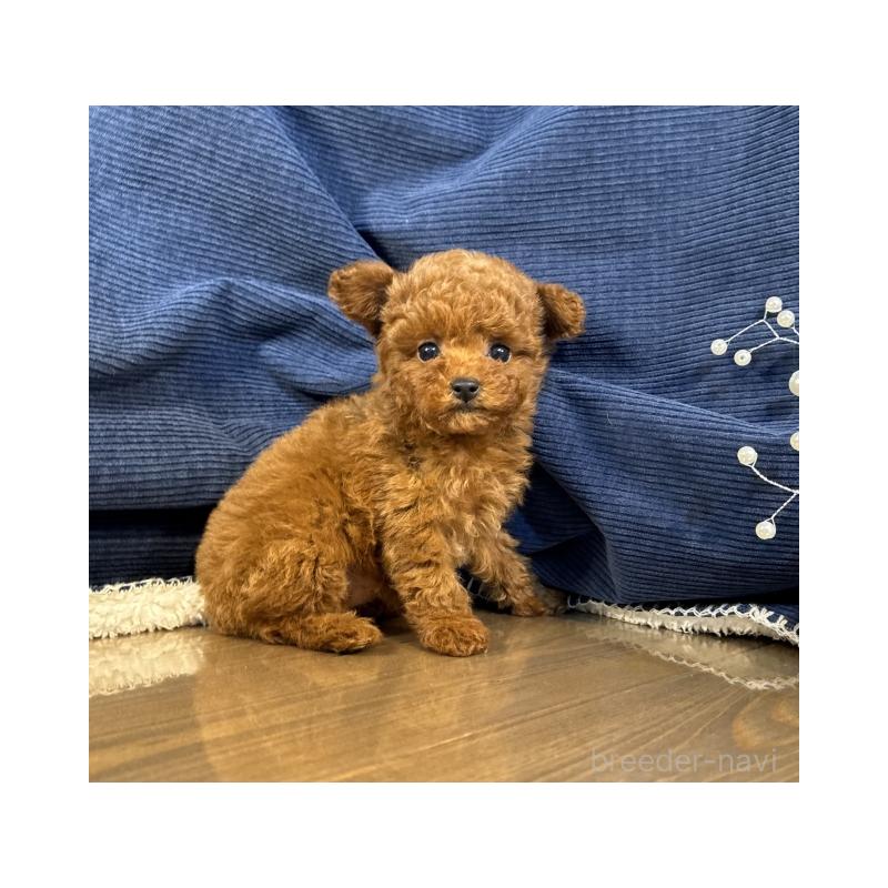 販売中の茨城県のトイプードル-427541の5枚目