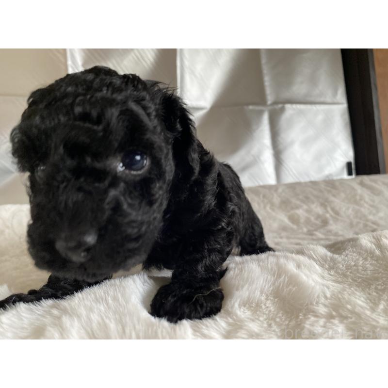 販売中の広島県のトイプードル-427544の2枚目