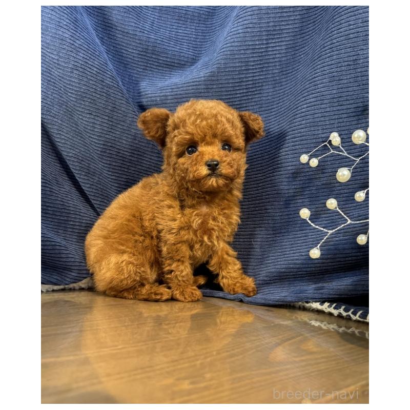 販売中の茨城県のトイプードル-427541の4枚目