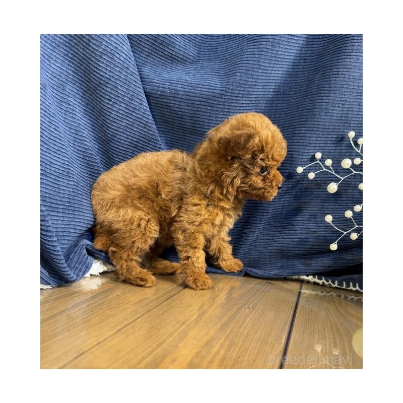 販売中の茨城県のトイプードル-427541の3枚目