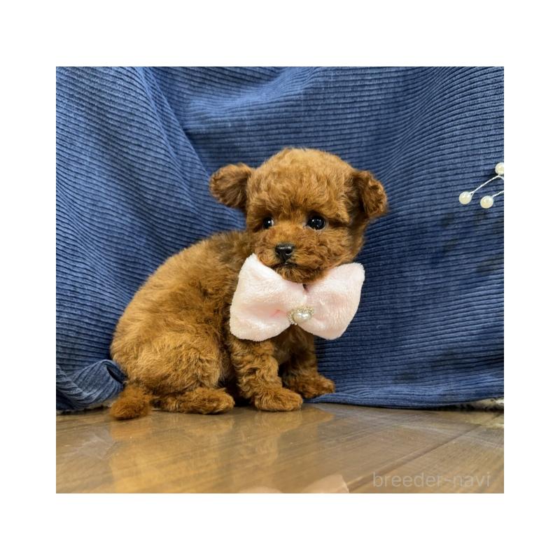 販売中の茨城県のトイプードル-427541の2枚目