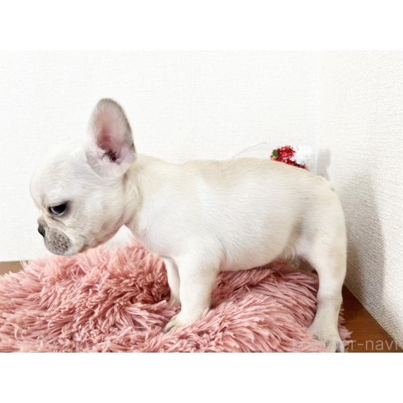 販売中の岡山県のフレンチブルドッグ-427545の5枚目