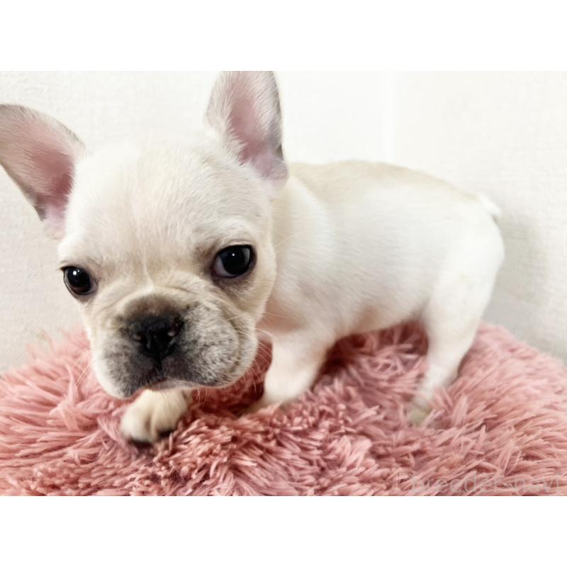 販売中の岡山県のフレンチブルドッグ-427545の4枚目