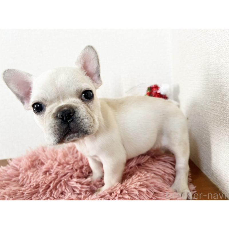 販売中の岡山県のフレンチブルドッグ-427545の3枚目