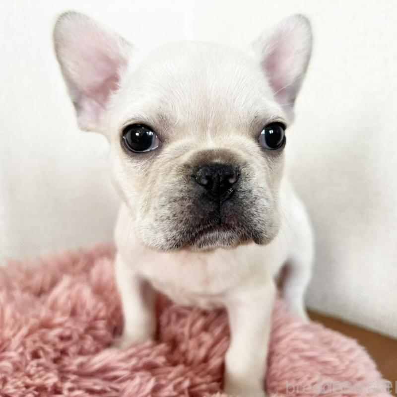 販売中の岡山県のフレンチブルドッグ-427545