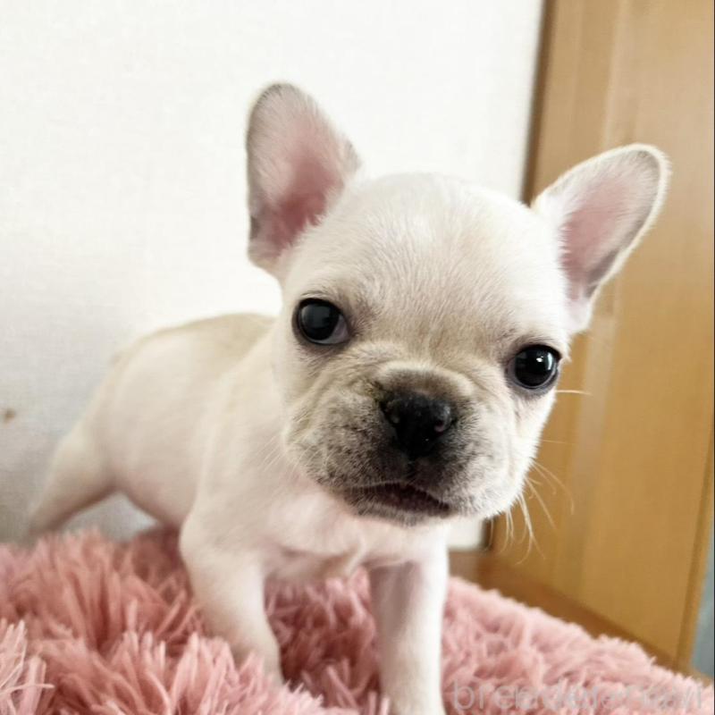 販売中の岡山県のフレンチブルドッグ-427545の2枚目