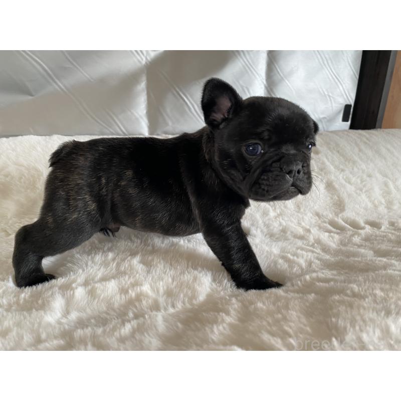 販売中の広島県のフレンチブルドッグ-427546の6枚目