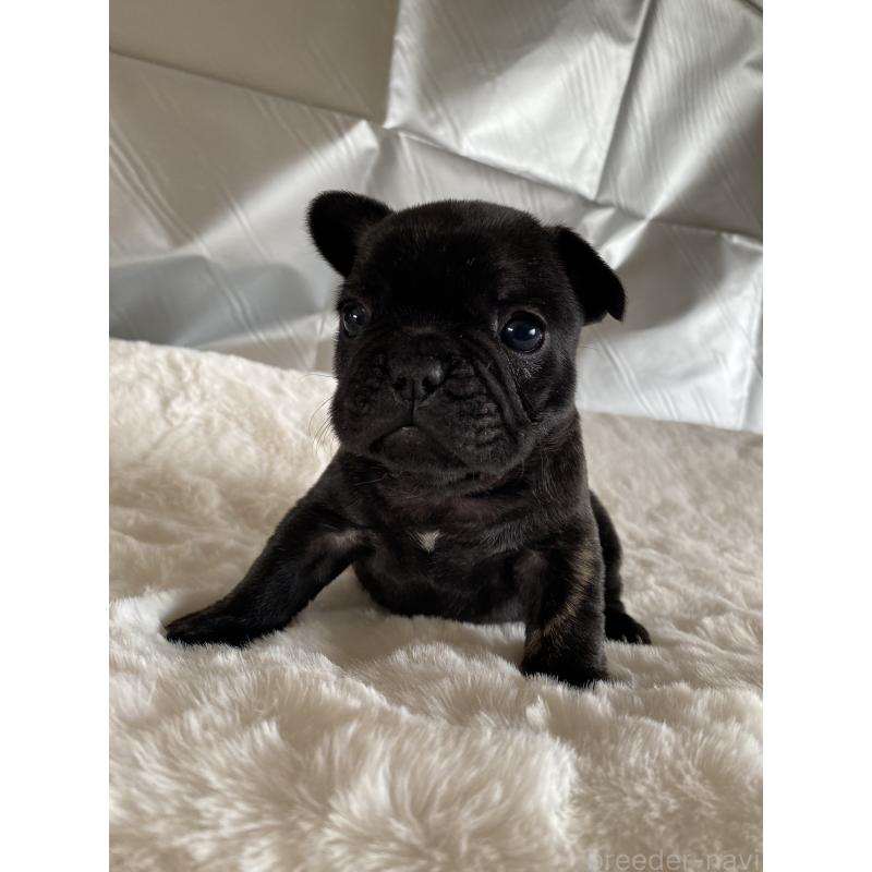 販売中の広島県のフレンチブルドッグ-427546の5枚目