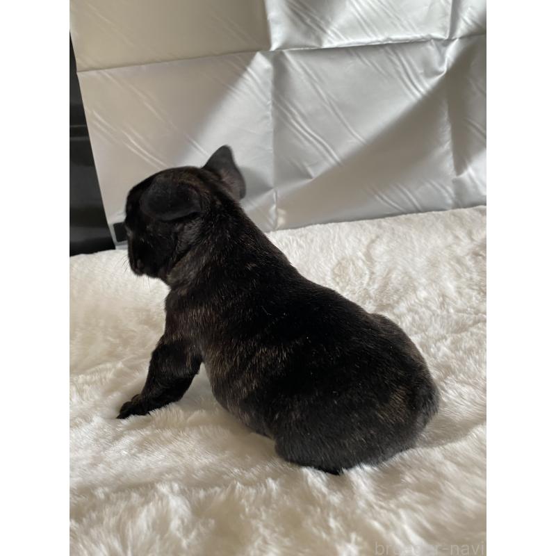 販売中の広島県のフレンチブルドッグ-427546の4枚目