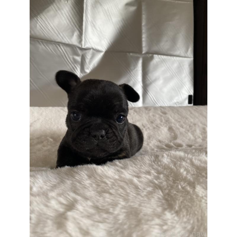 販売中の広島県のフレンチブルドッグ-427546の3枚目