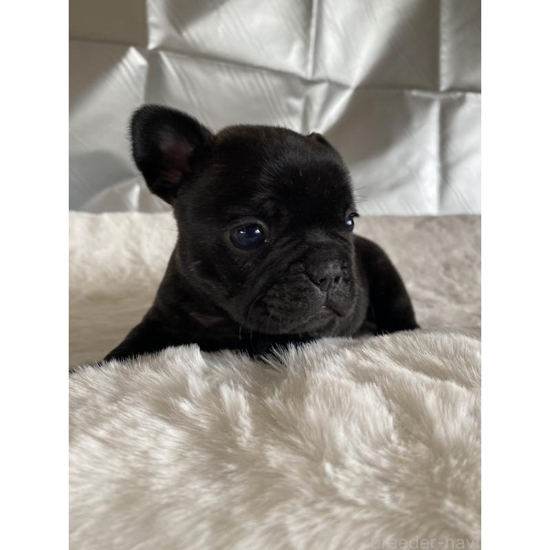 販売中の広島県のフレンチブルドッグ-427546の2枚目