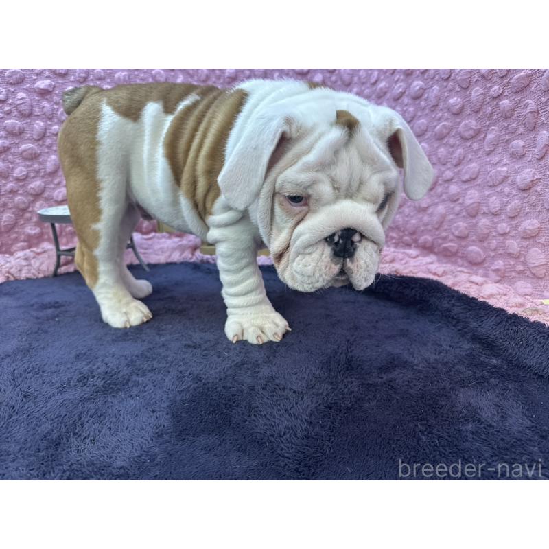 販売中の茨城県のブルドッグ-427547の16枚目