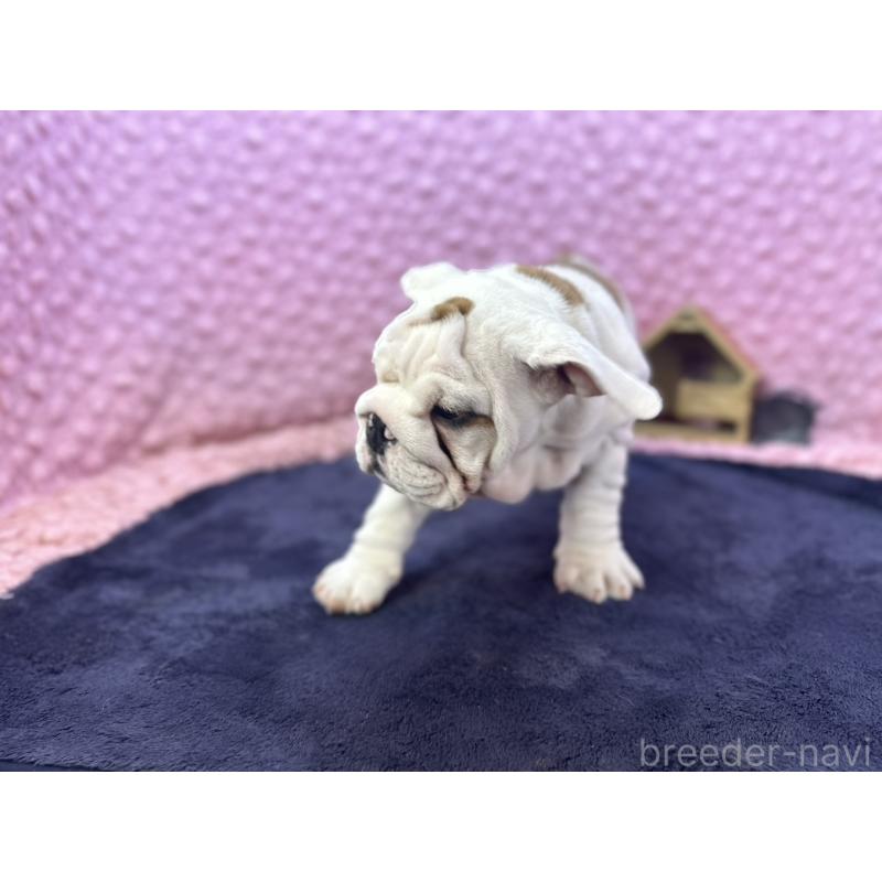 販売中の茨城県のブルドッグ-427547の15枚目