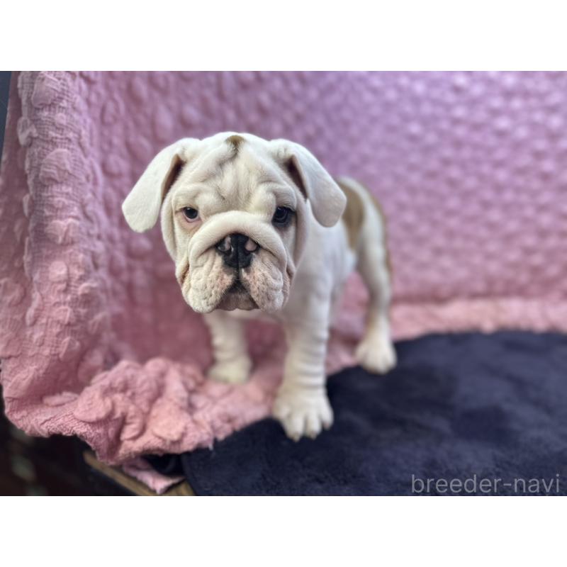 販売中の茨城県のブルドッグ-427547の14枚目