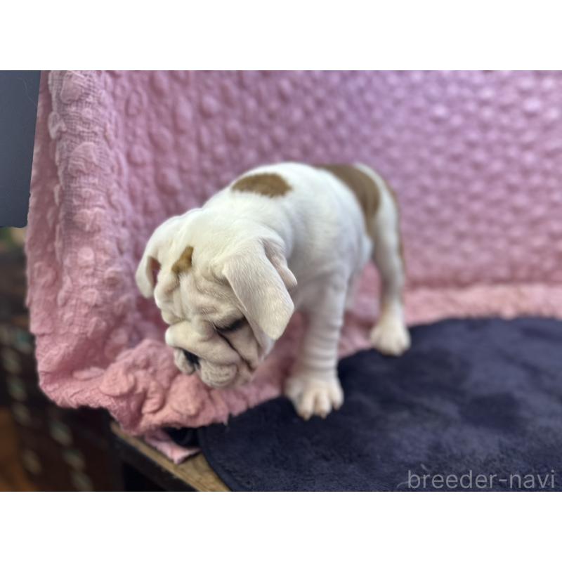 販売中の茨城県のブルドッグ-427547の13枚目