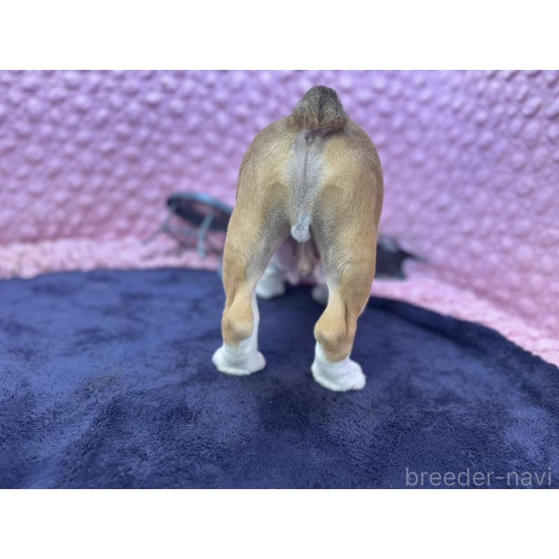 販売中の茨城県のブルドッグ-427547の12枚目