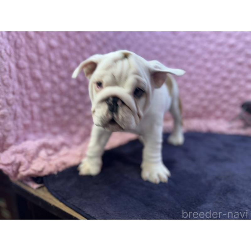 販売中の茨城県のブルドッグ-427547の11枚目