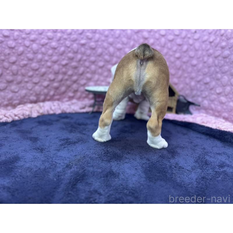 販売中の茨城県のブルドッグ-427547の10枚目