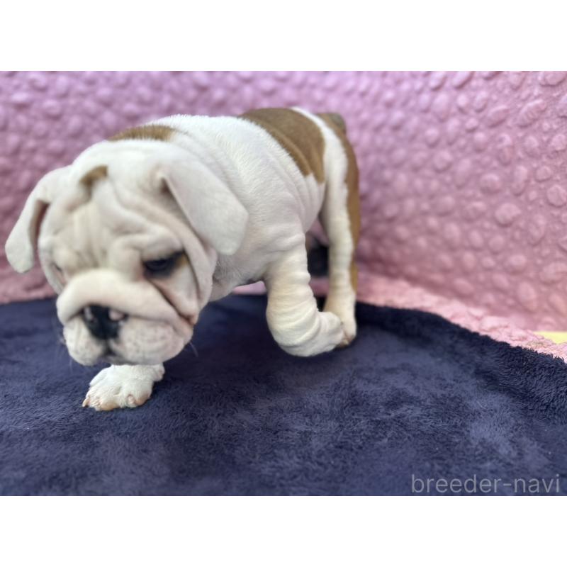 販売中の茨城県のブルドッグ-427547の9枚目