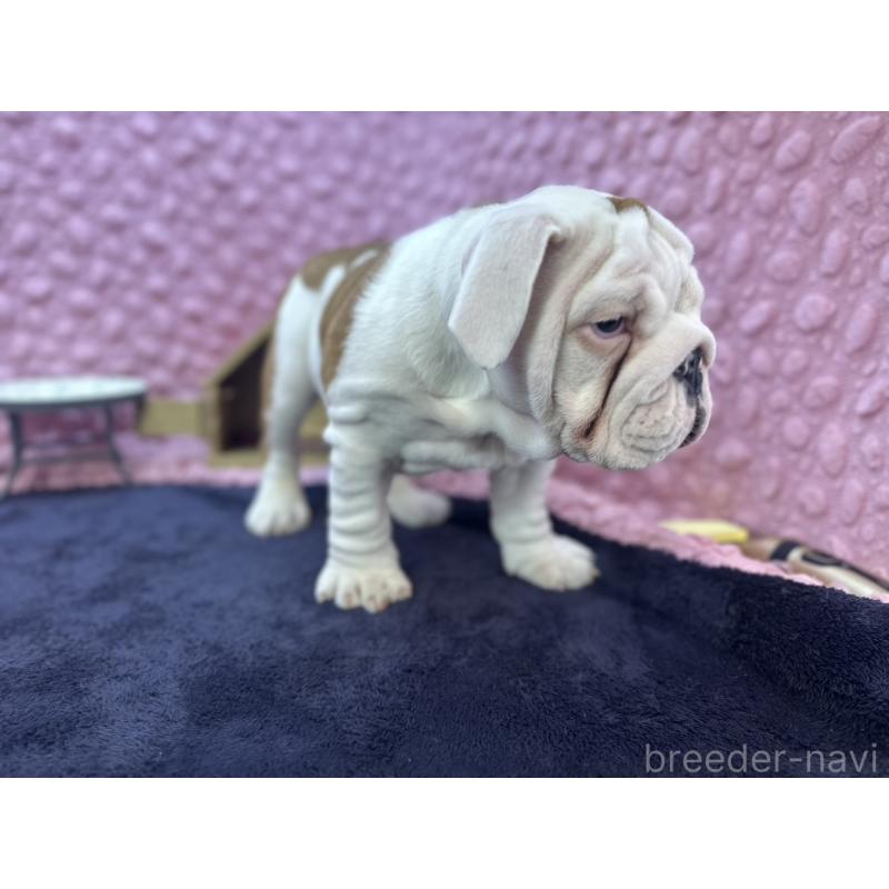 販売中の茨城県のブルドッグ-427547の8枚目
