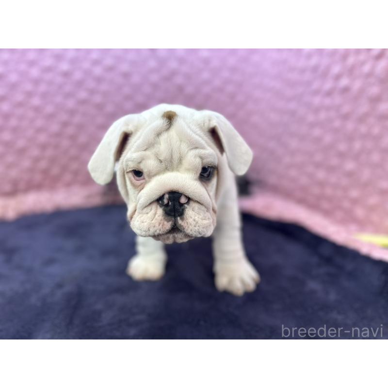 販売中の茨城県のブルドッグ-427547の7枚目