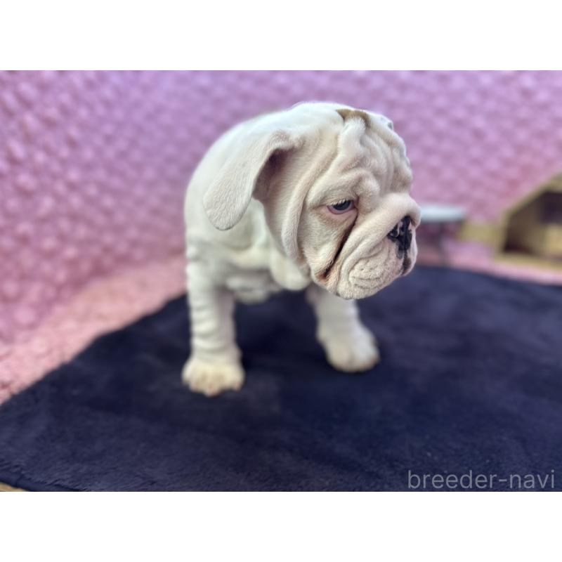 販売中の茨城県のブルドッグ-427547の6枚目