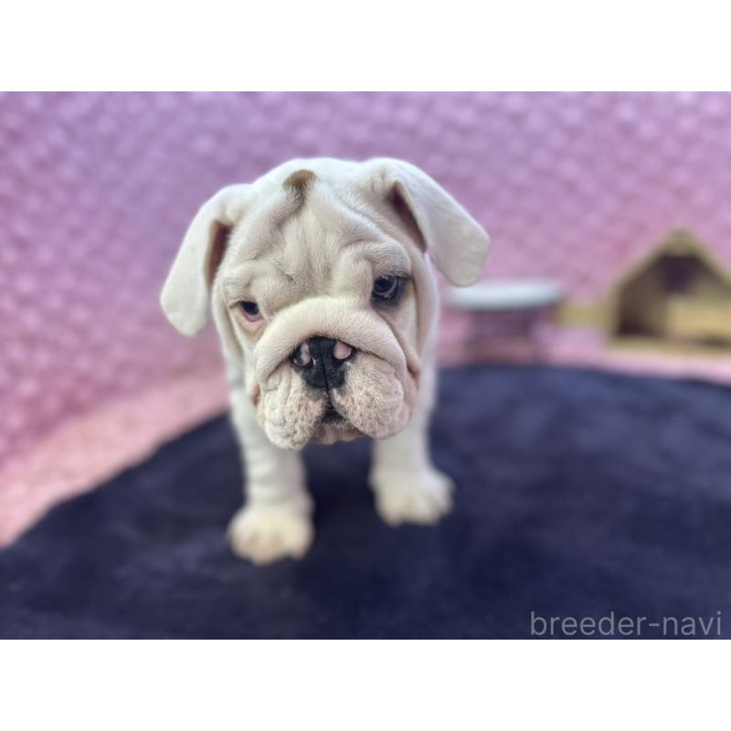 販売中の茨城県のブルドッグ-427547の5枚目