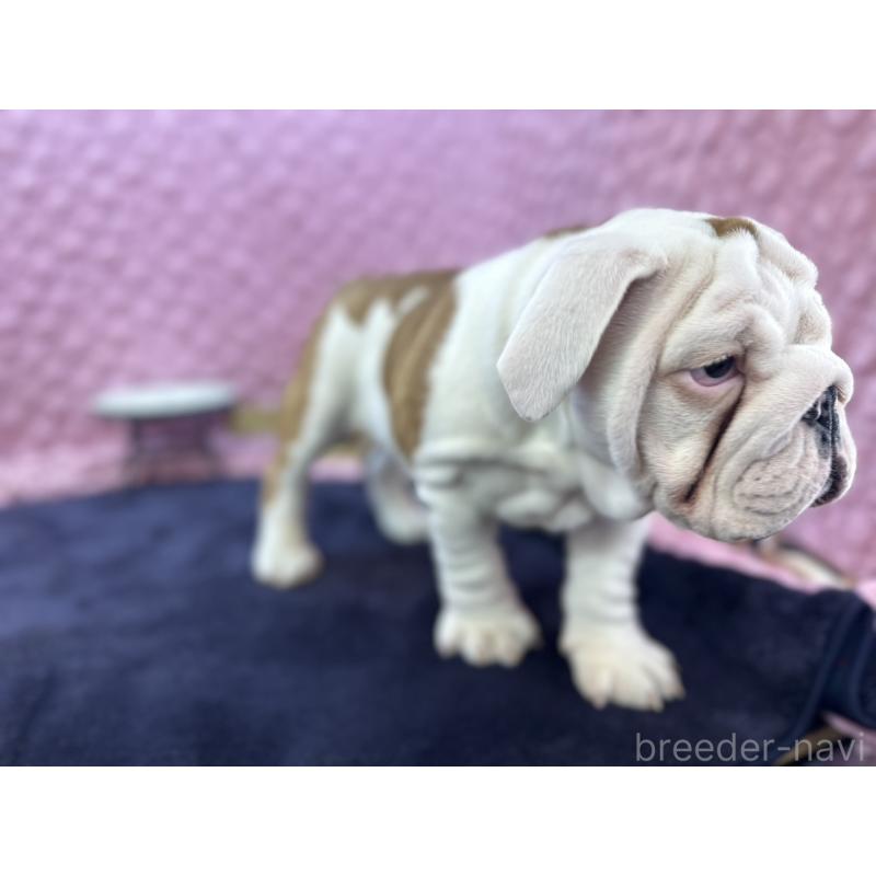 販売中の茨城県のブルドッグ-427547の4枚目